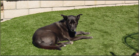 Labrador laying down on artificial pet grass.